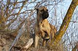 CANE CORSO 836